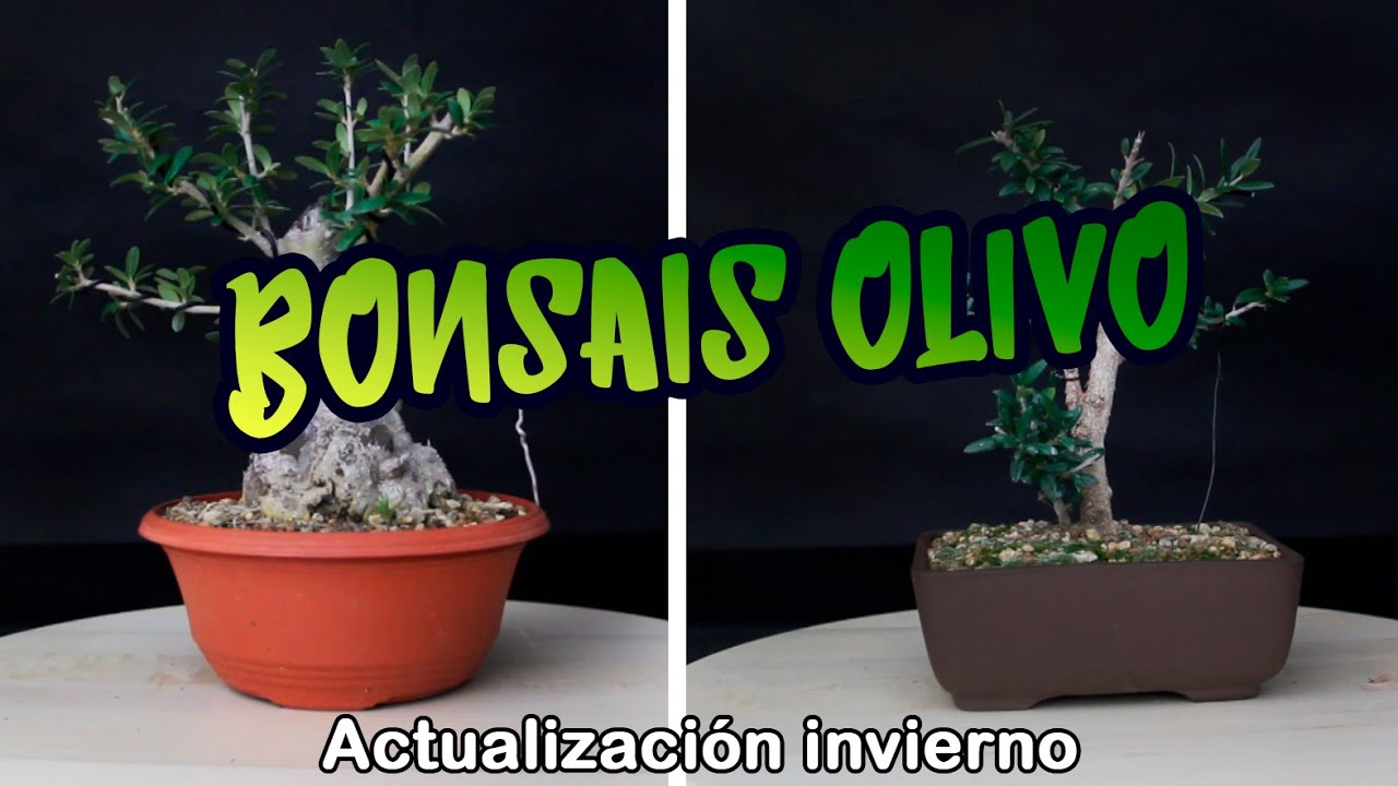 Mis bonsais de olivo en invierno