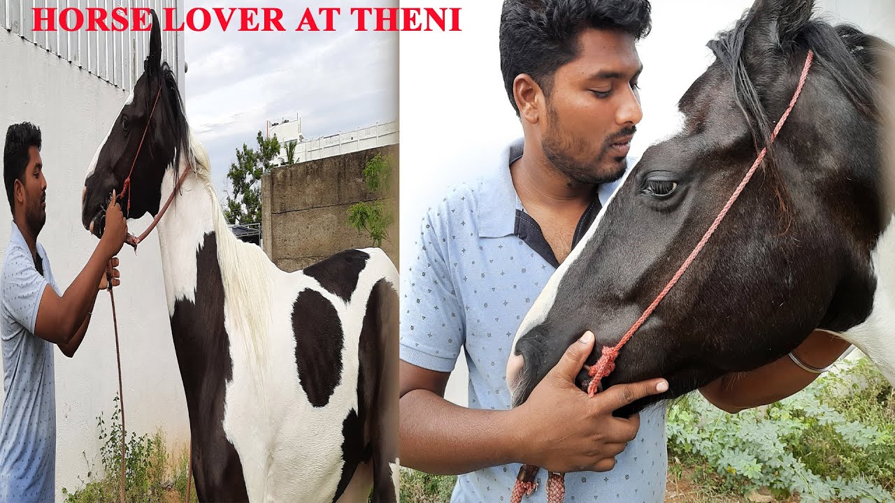 குதிரை வாங்க ஆசையா kathiawari how to maintain horse beginners |  കുതിര in Theni Tamil Nadu