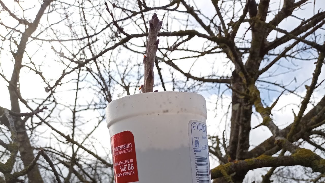 COME FARE UNA MARGOTTA SUL CILIEGIO...???🌿🌿🌿🙂