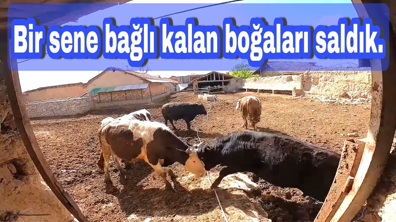 KOCA DANALAR ARASINDA LİDERLİK YARIŞI. KÖYDE BUZAĞI KOVALIYORUZ. GÜNLÜK İŞLER VLOG [GoPro]