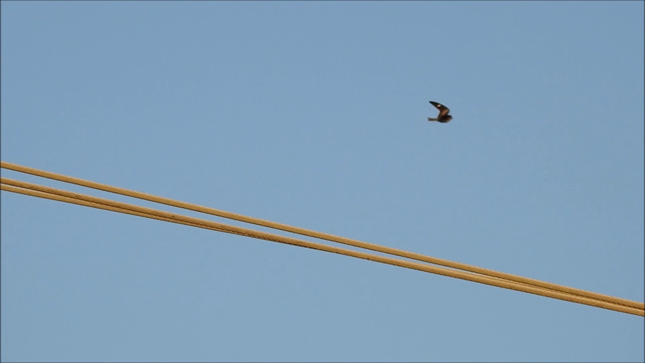 Common Nighthawk (Chordeiles minor)