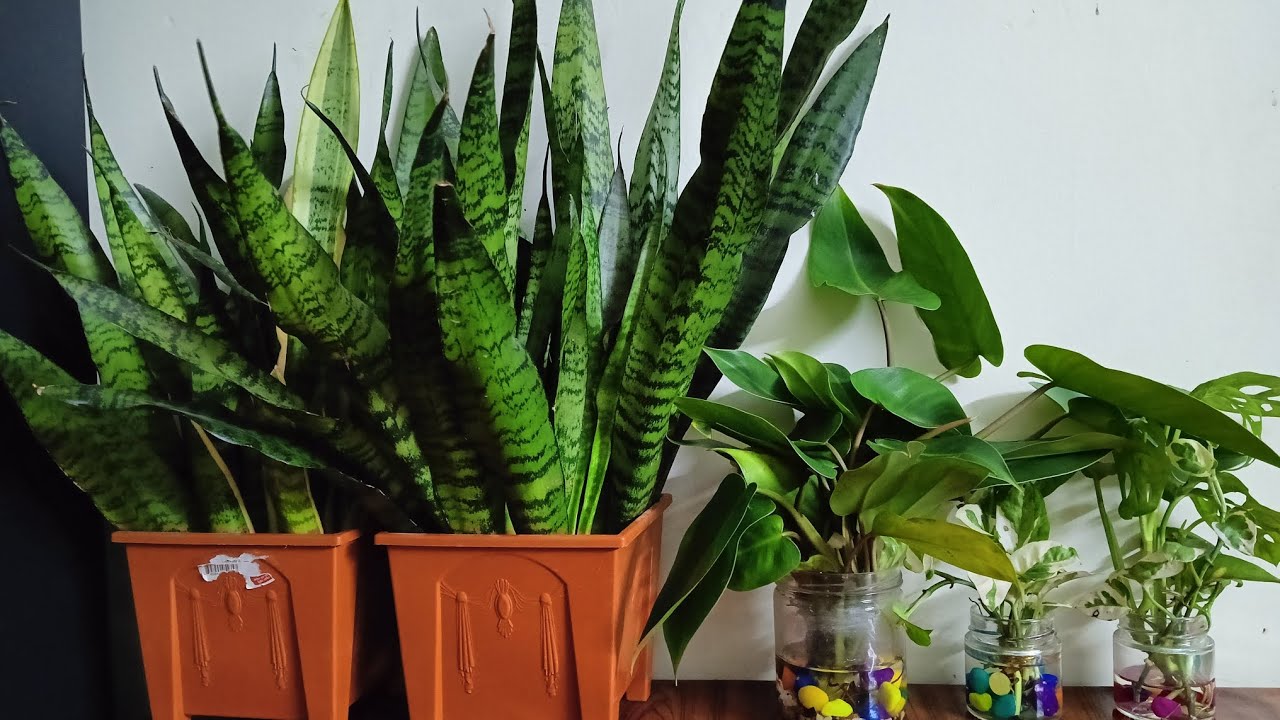🪴এই গাছগুলো ঘরের কোণায় সাজিয়ে রাখলাম #My Sweet home.