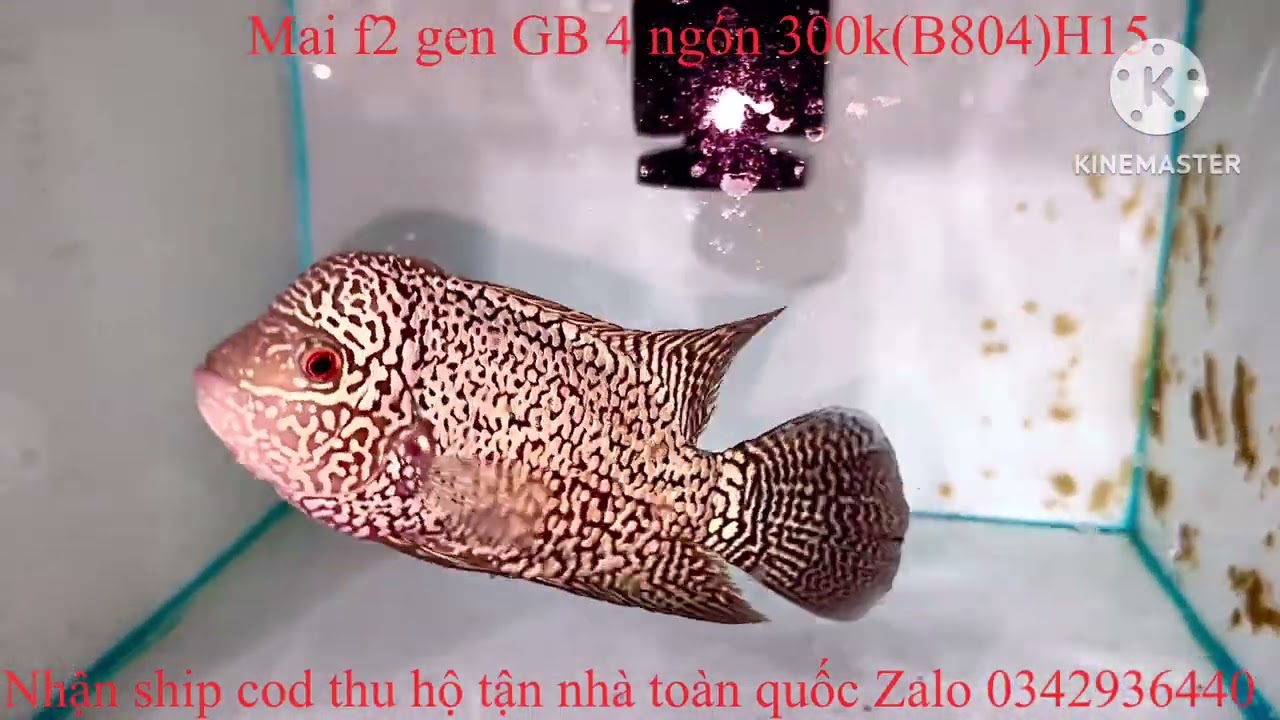 24/01/2026 báo giá lô cá f2 đẹp VIP Zalo 0342936440 la hán Tân Phạm 