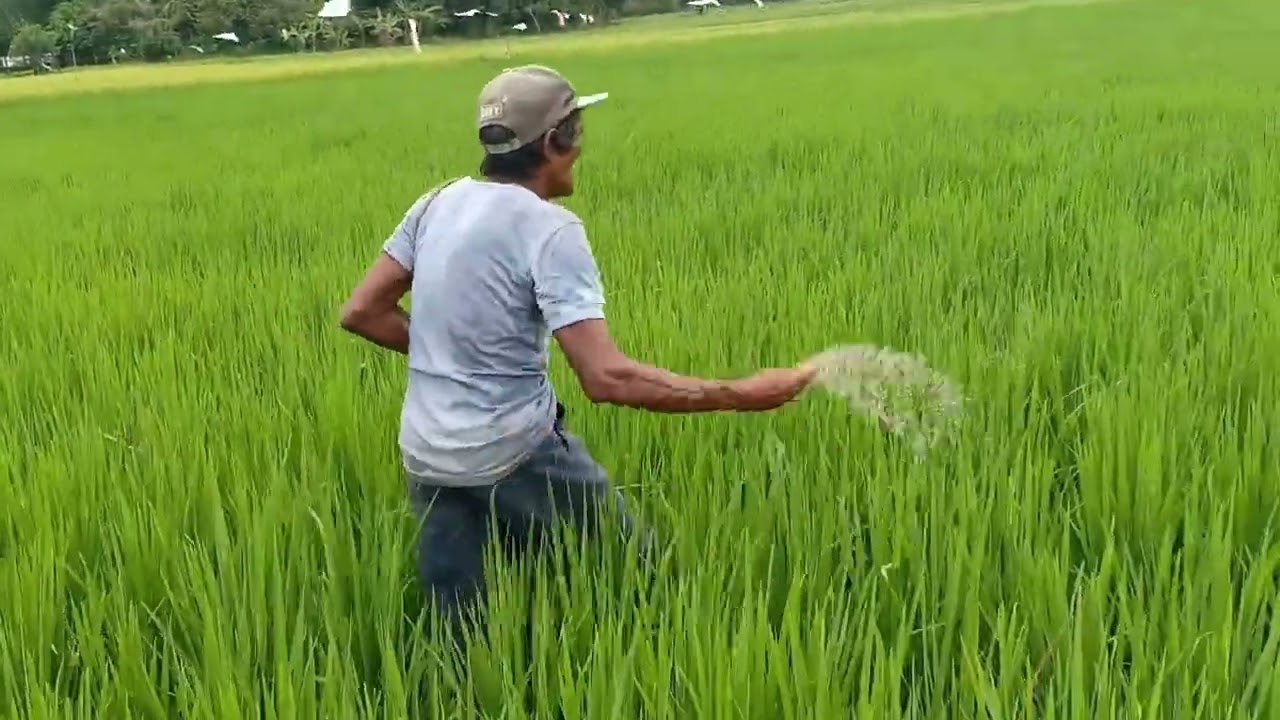 Top Dress application sa panahon nang pagbubuntis ng PALAY # 45 DAT