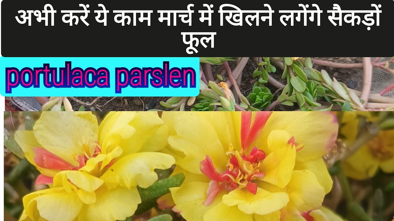 पोर्चुलका पर्सलेन में अभी करें ये काम, मार्च में खिलने लगेंगे सैकड़ों फूल।