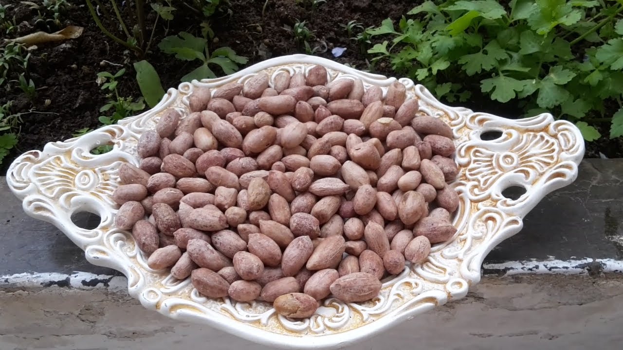 افضل طريقة لتحميص الفول السوداني  the best way to roast peanuts