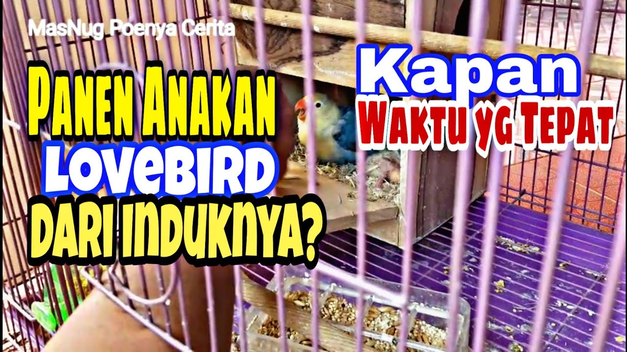 Umur Berapa Anakan Lovebird Diambil dari Induknya