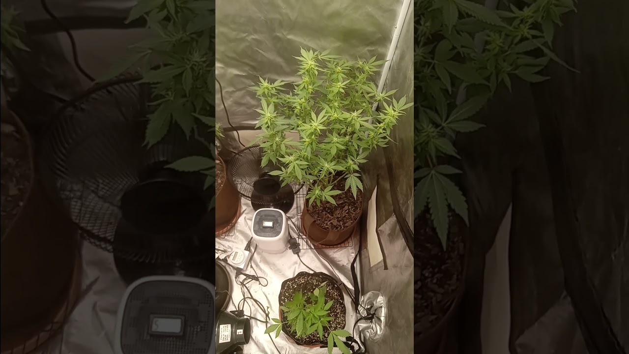 early flowering stage...  follow page on FB at High Life.#BigGuyBudz