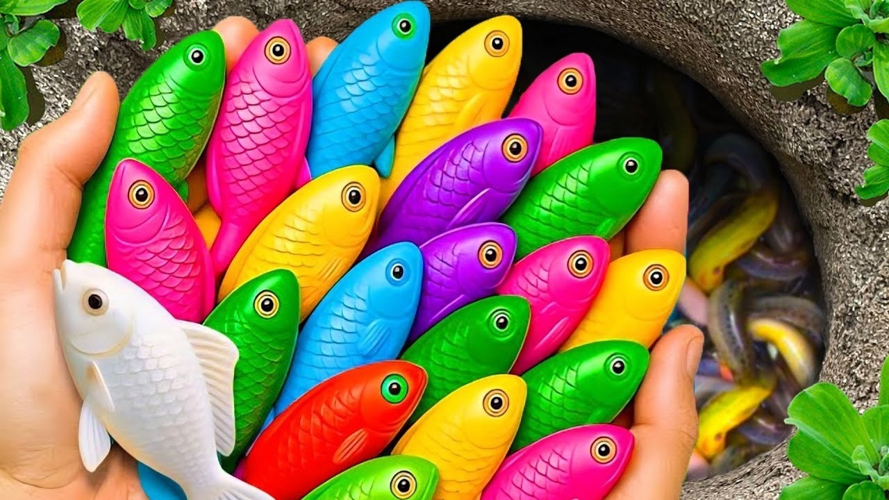 Catching beautiful aquarium fish in small pond baby turtles, molly fish, rat fish, guppies, iguanas