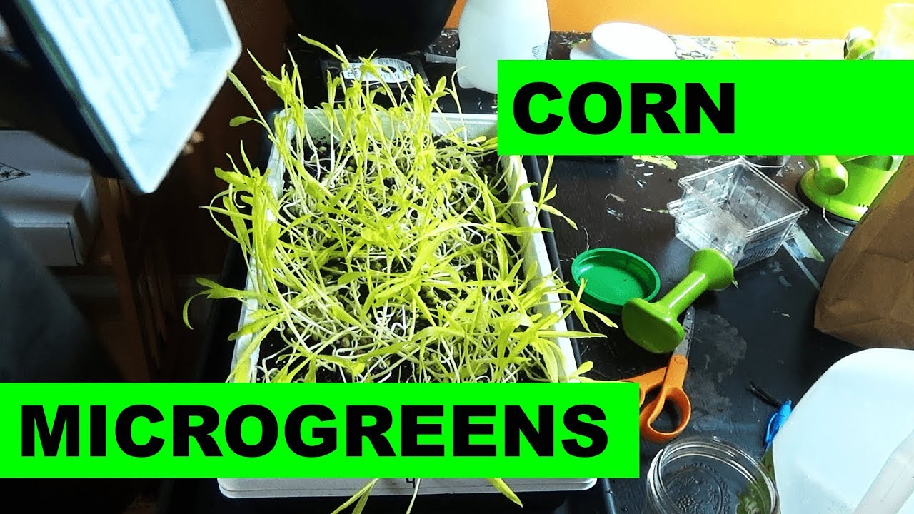 Growing Tasty Corn Microgreens at Home