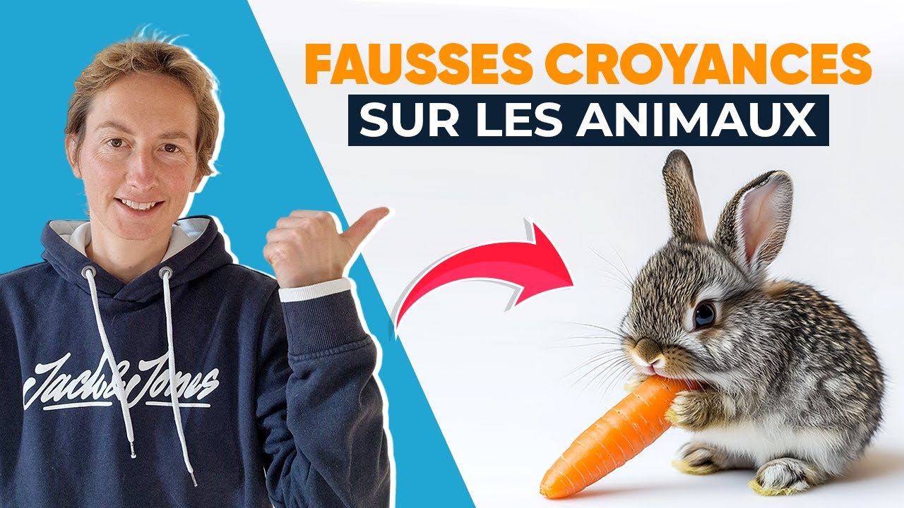 Les Lapins Mangent Des Carottes