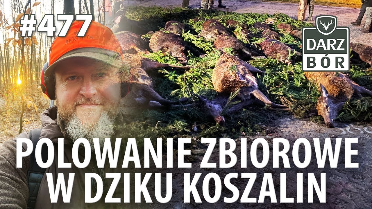 Darz Bór odc. 477  Polowanie zbiorowe w K.Ł. „Dzik”  Koszalin