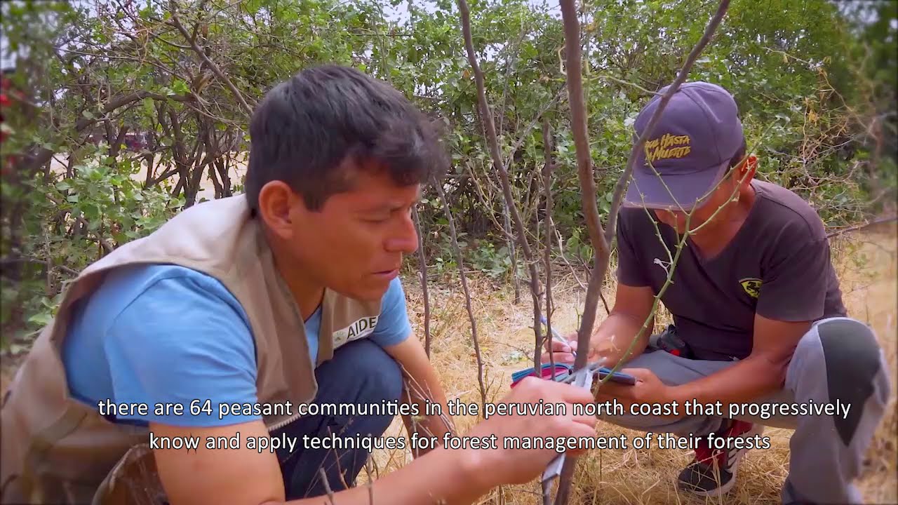 Manejo sostenible de los bosques secos del Perú—proyecto OIMT-AIDER (subtitulado)