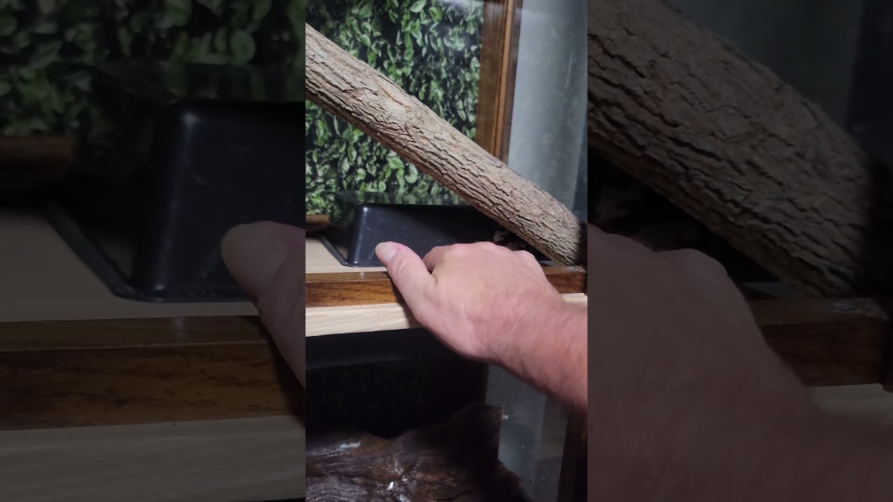 Perfect DIY Hutch Snake Enclosure #snakevideo #snake enclosure #reptile habitat #intrepidexotics