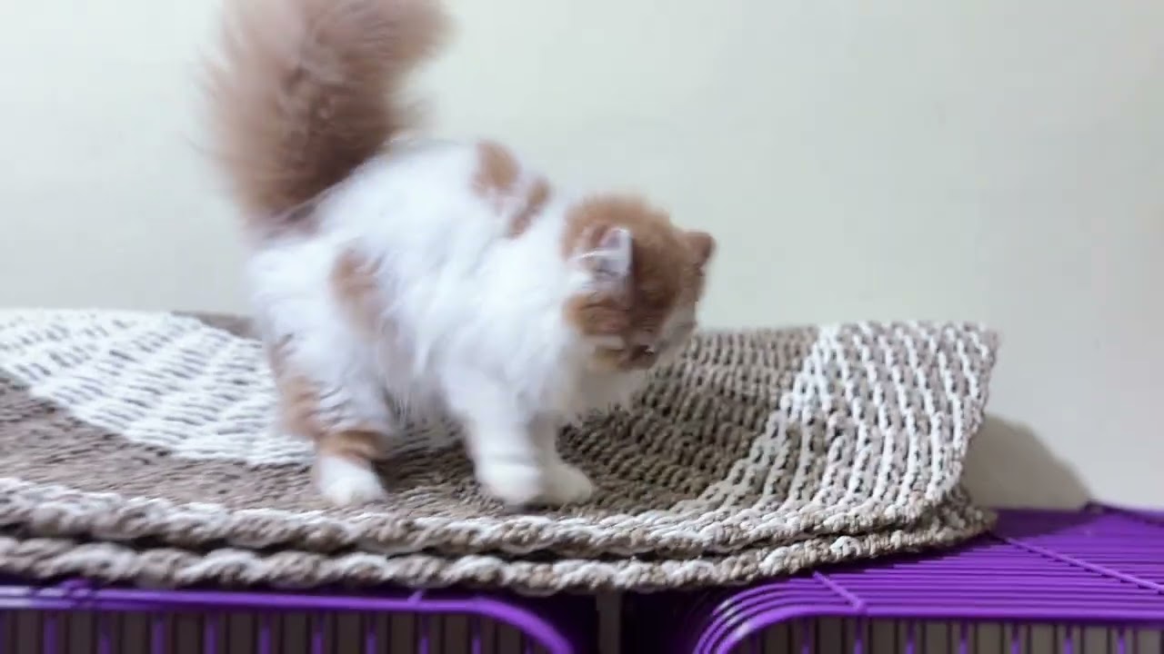 GAK NYANGKA! Anak kucing oyen  Sekecil Ini Berani Banget 
