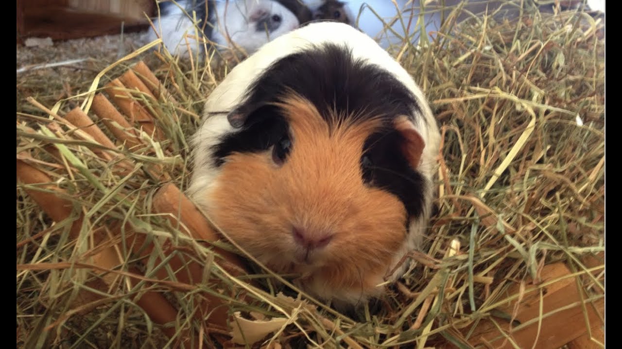 Meerschweinchen Kuddelmuddel | Die Meeries