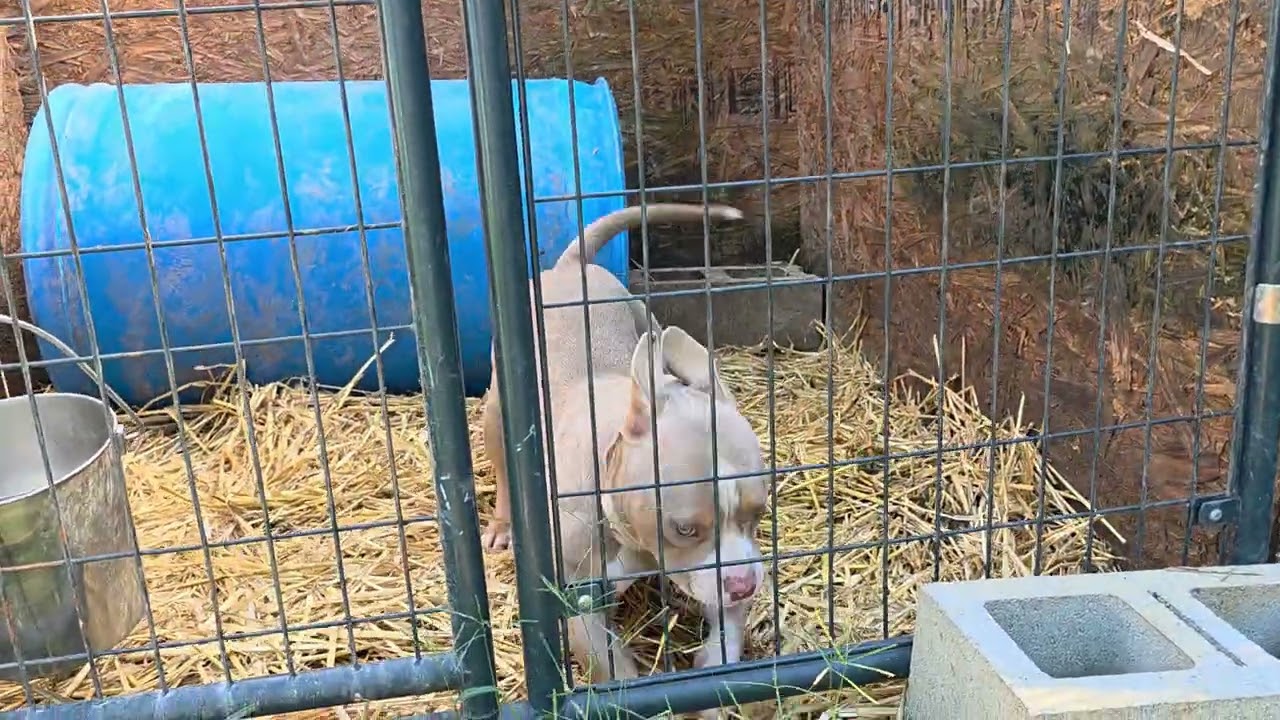 Lilac 2x Louis v female available abkc pocket American bully