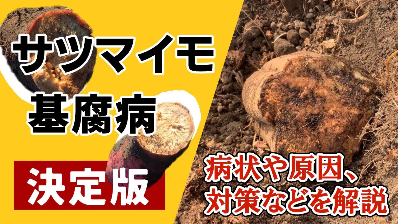 【発病地帯に潜入！】サツマイモの基腐病・被害拡大した時から現在の状況下を、調査して来ました。　タネのハシモト