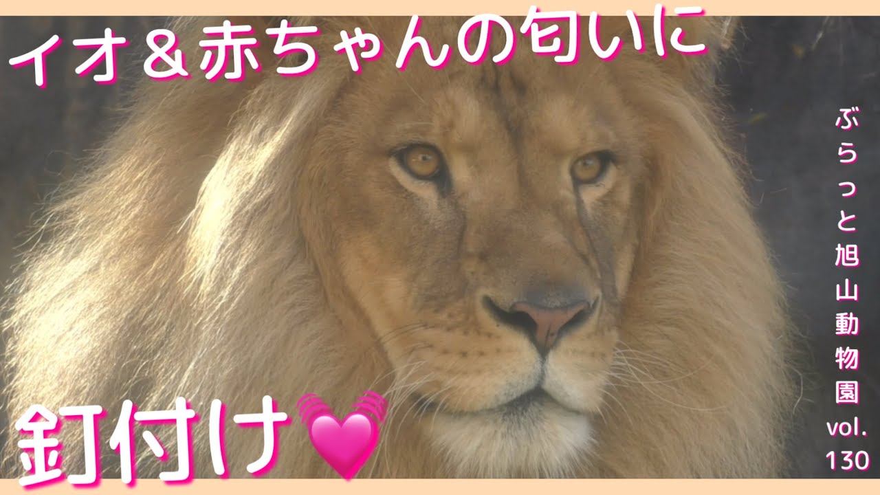 イオと赤ちゃんの匂いに大興奮のオリト♪もがく早る気持ち。美男美女ライオン夫婦生活vol.130@旭山動物園/Excited about the smell of the lion’s wife