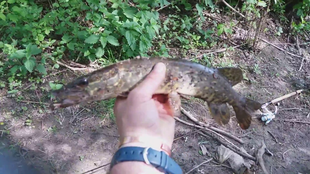 Lydeku sezonas tesiasi. Siemet 42 vnt. Tik viena puode 1,6kg. Pike.42 pcs. Nevezis.