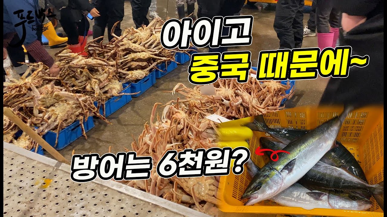 중국때문에 가격이 이렇게 ~ㅠ  방어 kg 6천원짜리가 나온  노량진수산시장 20260205