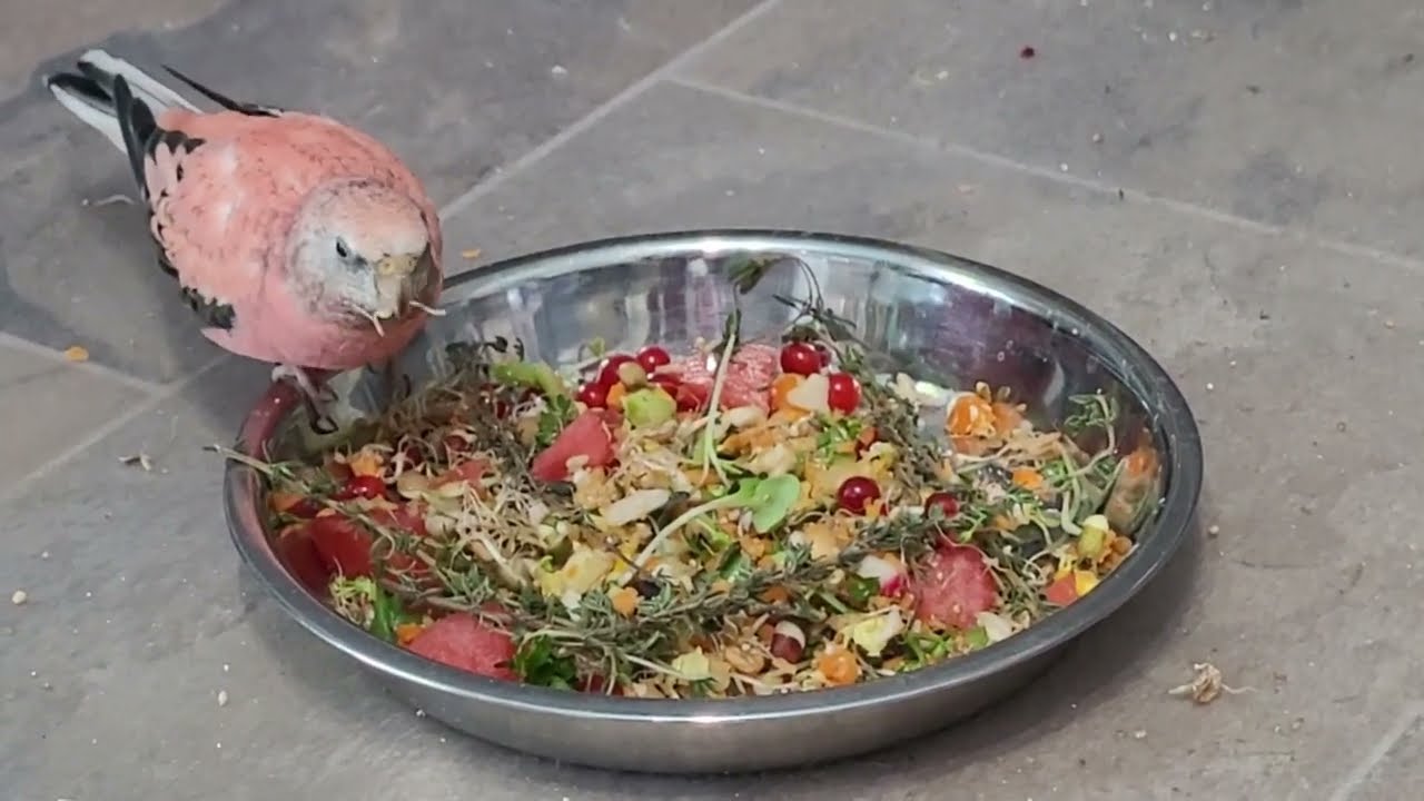 Mouth-Watering Summertime Bird Chop Recipe