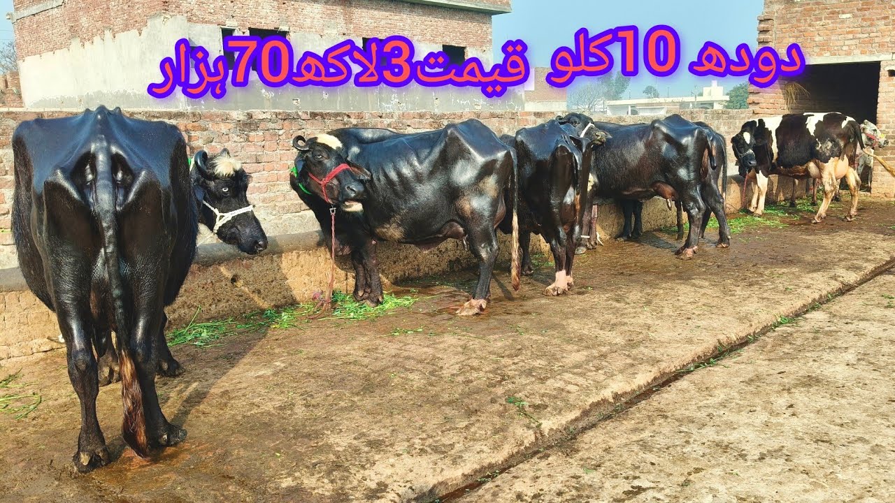 مدثر وڑائچ ساروکی4بھینسیں2گائیں ایک چوٹی ایک وچھا برائے فروخت7رمضان2026 apna surkyian channel 