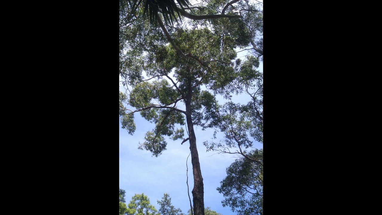 Plant ID: Turpentine tree (Syncarpia glomulifera)