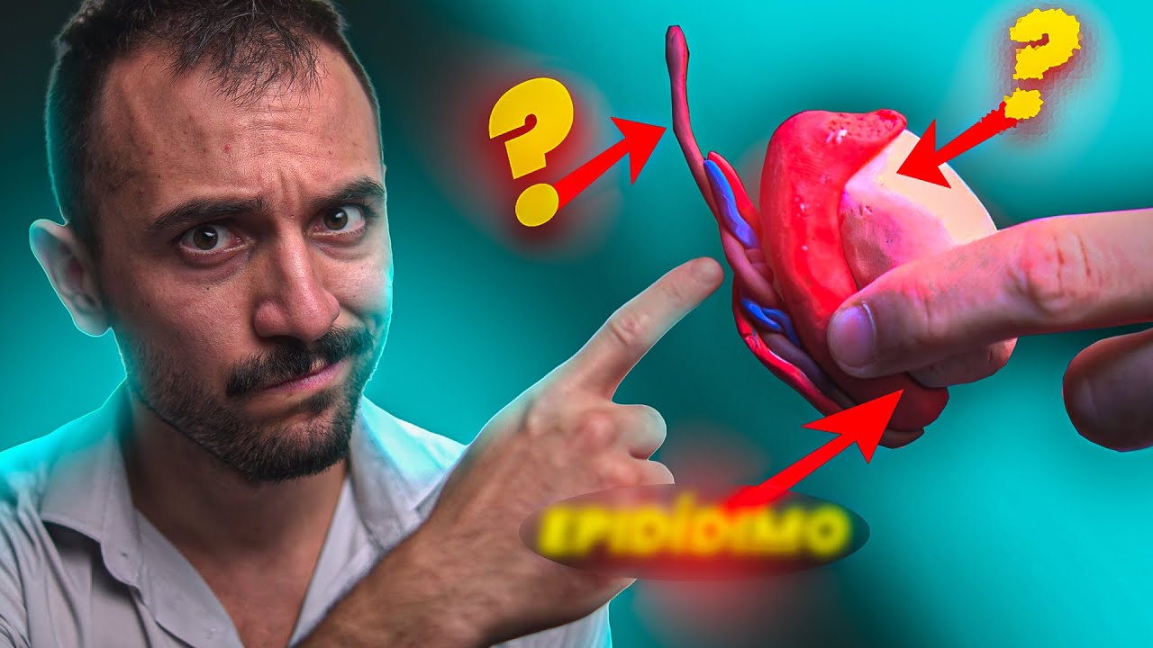 &iquest;Qu&eacute; Hay Dentro del Escroto del HOMBRE?