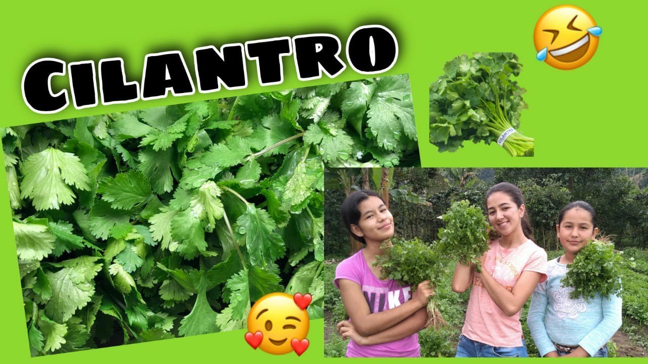 El cultivo de cilantro en nuestra finca