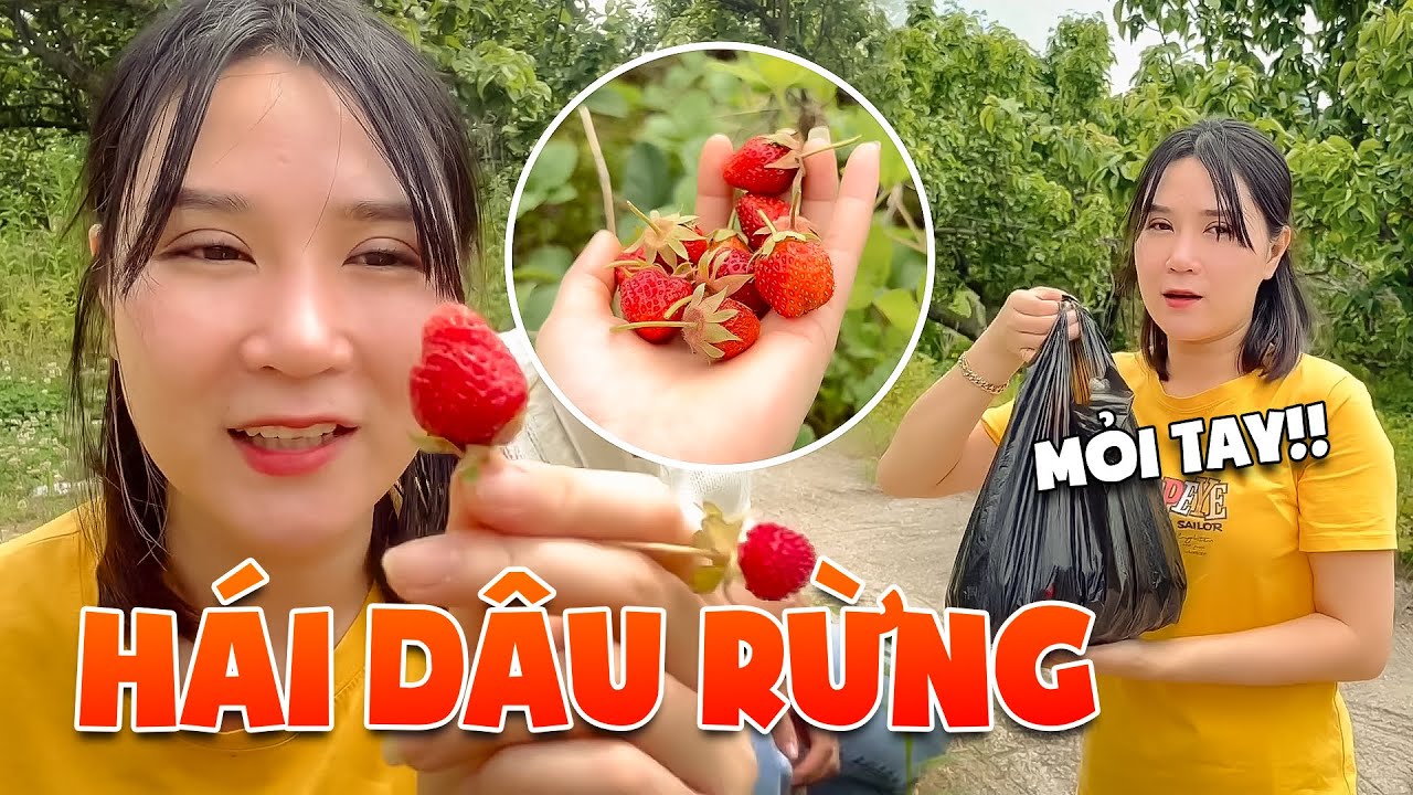 #T261🇰🇷 Hái Mỏi Tay Vườn Dâu Tây Bỏ Hoang Trên Núi Không Ai Ăn | Như Ý Hàn Việt