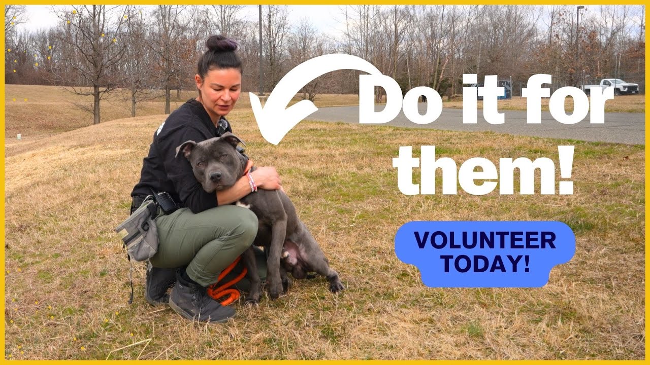 Shelter Dog Handling Practical