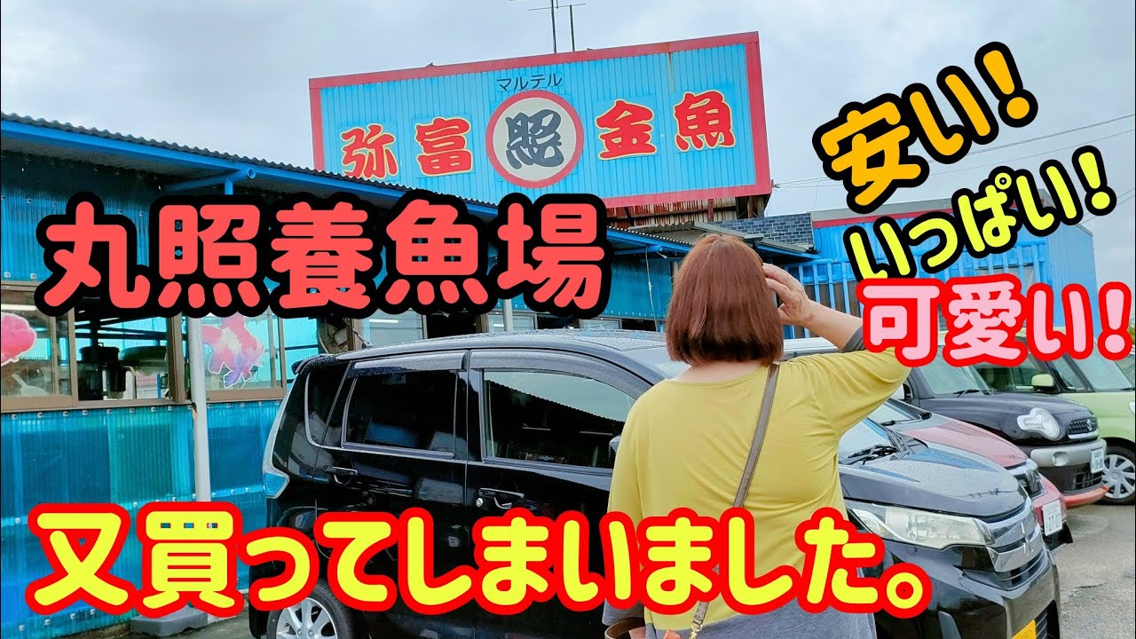 [金魚]　丸照養魚場　久しぶりに訪問させていただきました。やっぱり金魚が安い❢安い❢　#goidfish