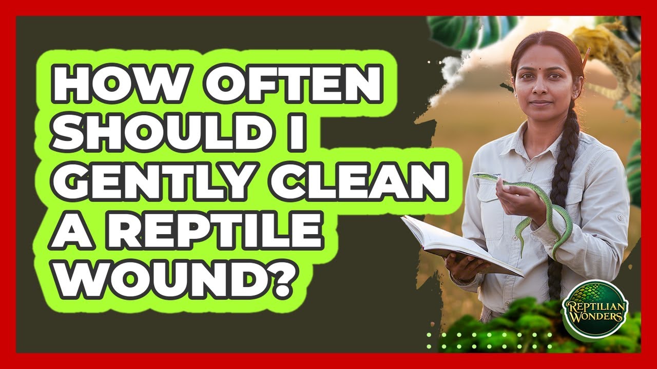How Often Should I Gently Clean A Reptile Wound?