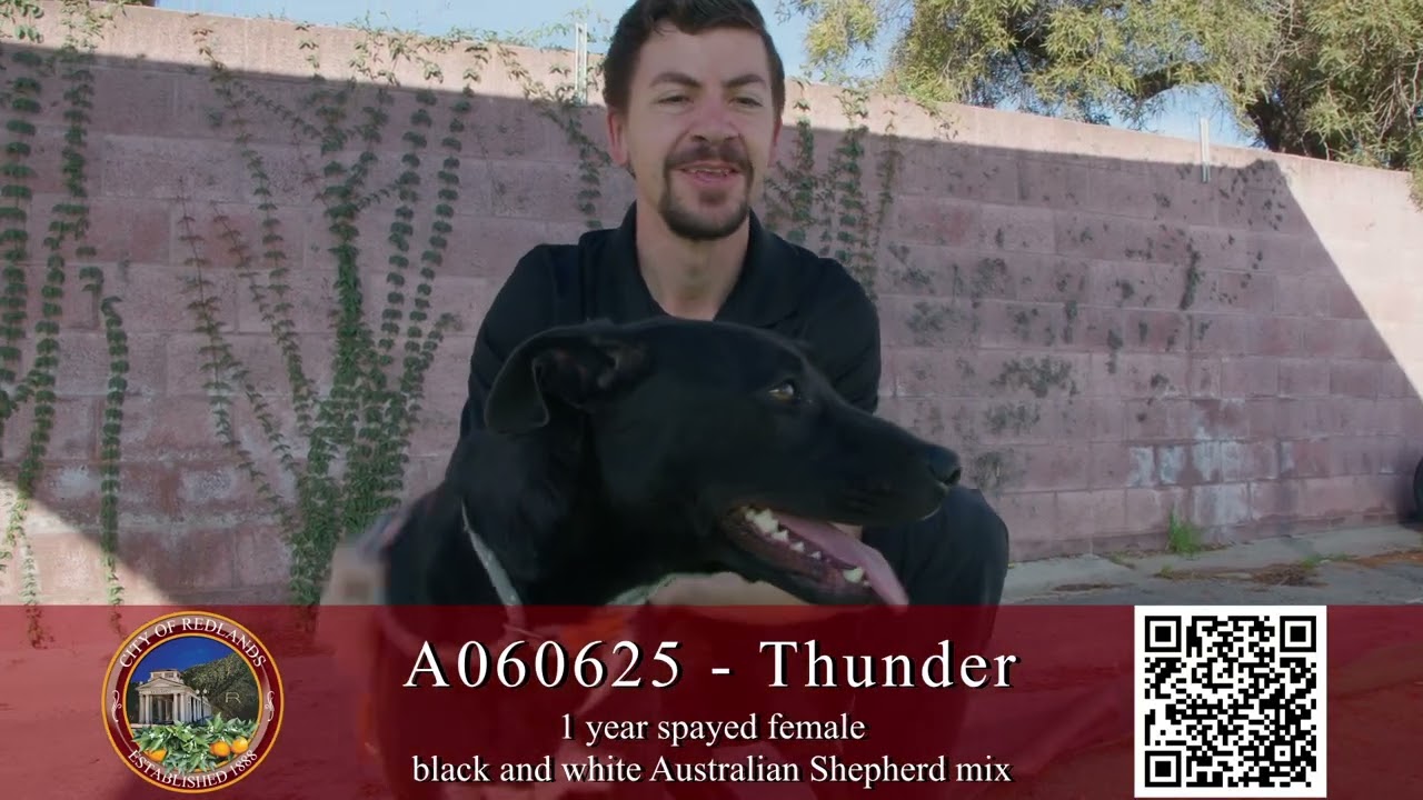 Pet of the Week February 26, 2026