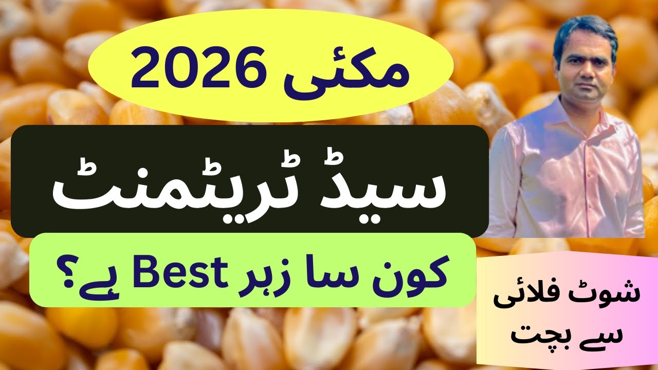 Corn Seed Treatment (Insecticide) Options  (مکئی کے بیج کو ٹریٹ کرنے کے لیے بہترین زہر کونسی ہے؟)