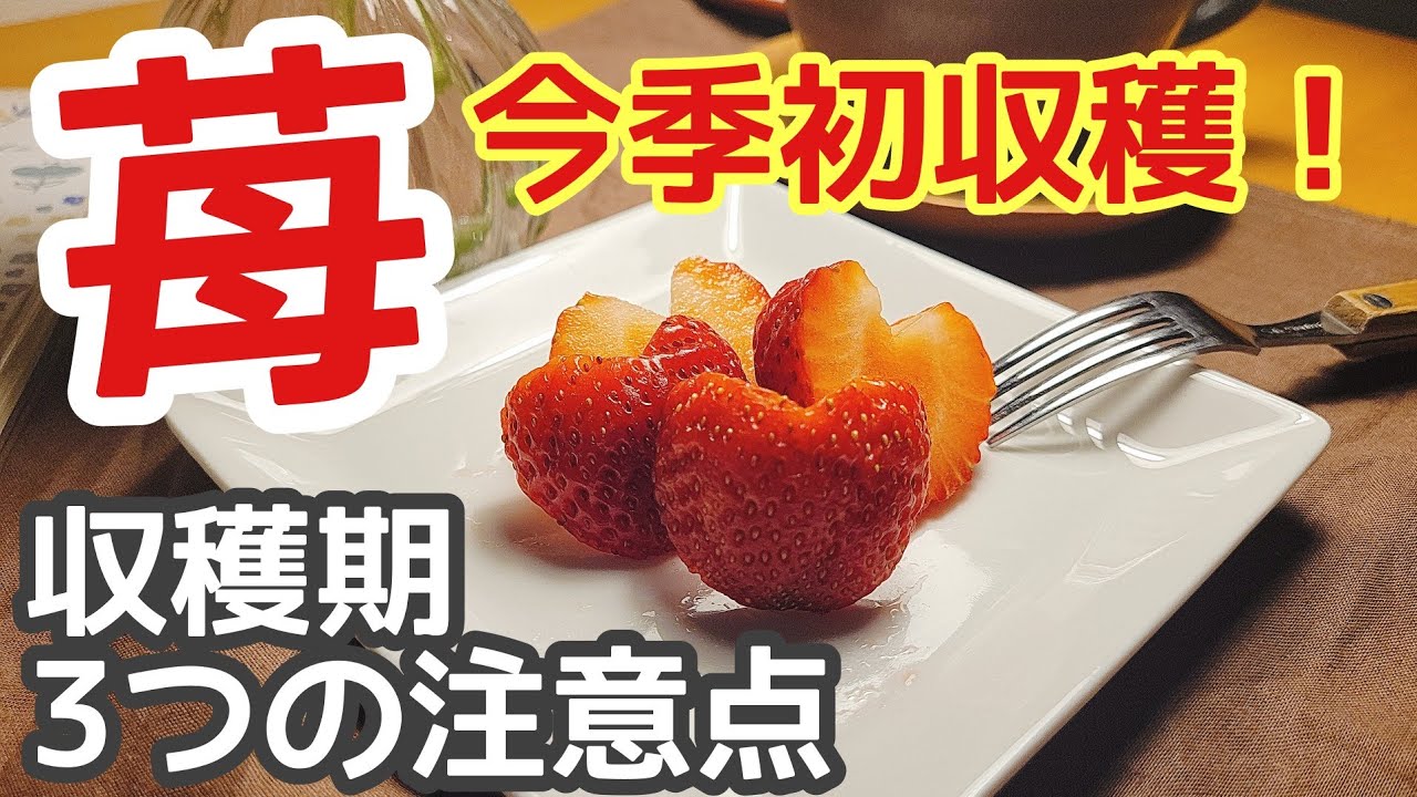 《プランターいちご》収穫期に気をつける3つのこと/糖度19度？！収穫したいちごが甘すぎた/うどん粉病対策/