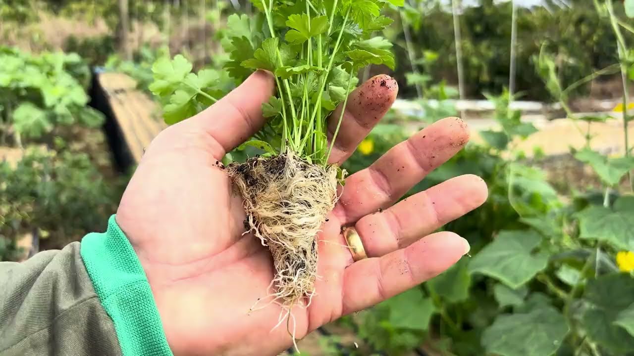 Coentro pode ser plantado na areia?