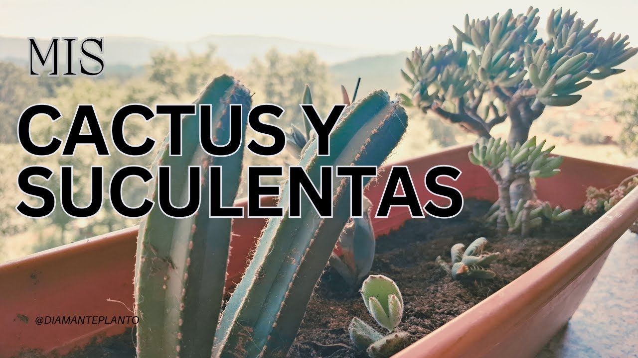 Mis cactus y suculentas