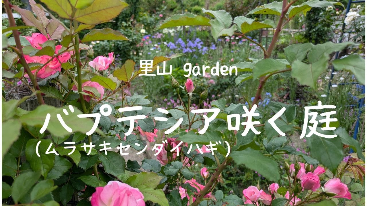 和にも洋にも合うバプテシア(ムラサキセンダイハギ）が庭での存在感がそれは美しく笑みがこぼれます。/薔薇のシーズンに入りました/