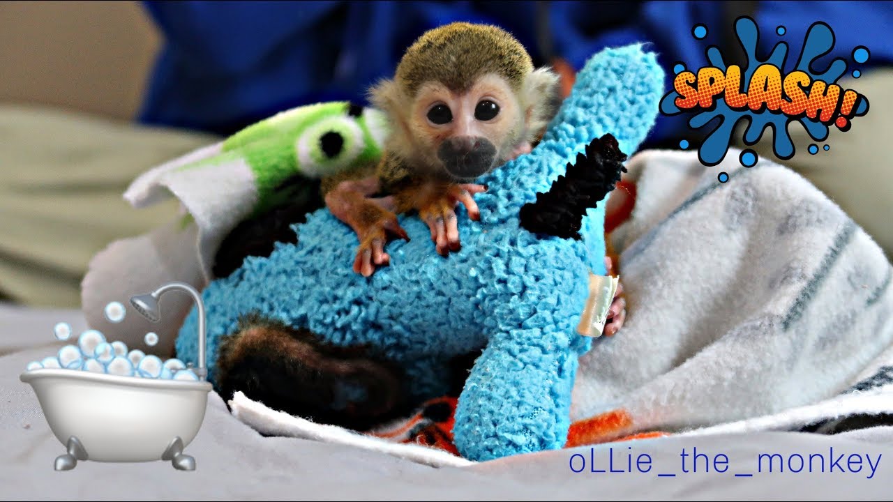 Baby Monkey oLLie Bath & Diaper Time!!