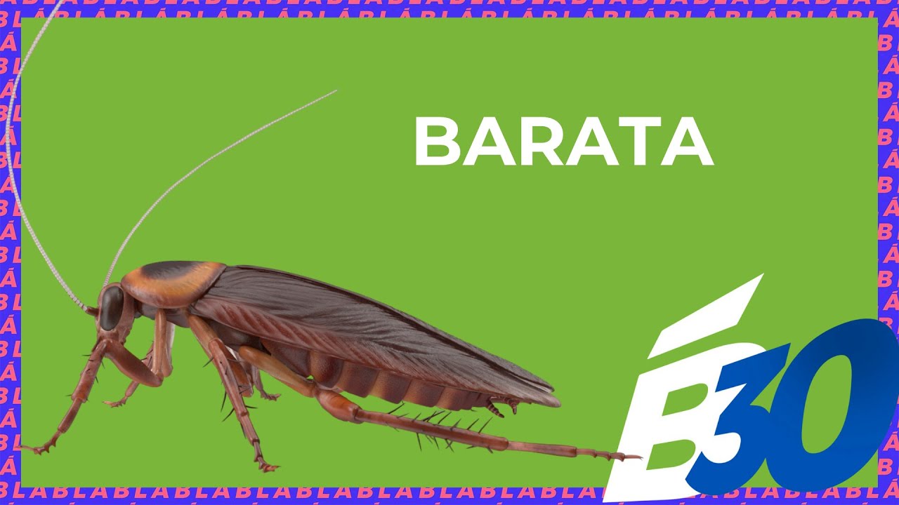 BARATA | Biologia em Meia Hora