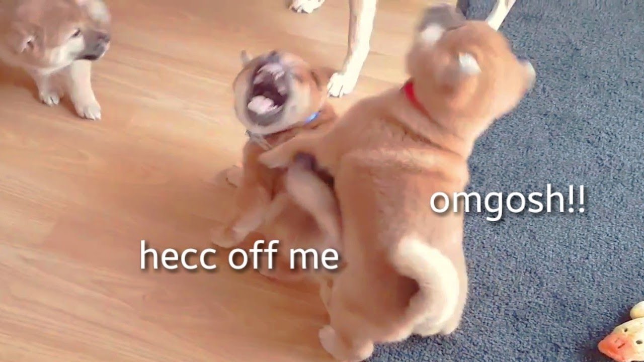 Piss turnd into chaos in split second!! (ii) MLIP / Ep 186 / Shiba Inu puppies