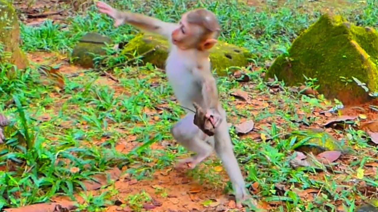 Wow!! Monkey baby Lumi plays kung fu around Mom. Linda looking strange
