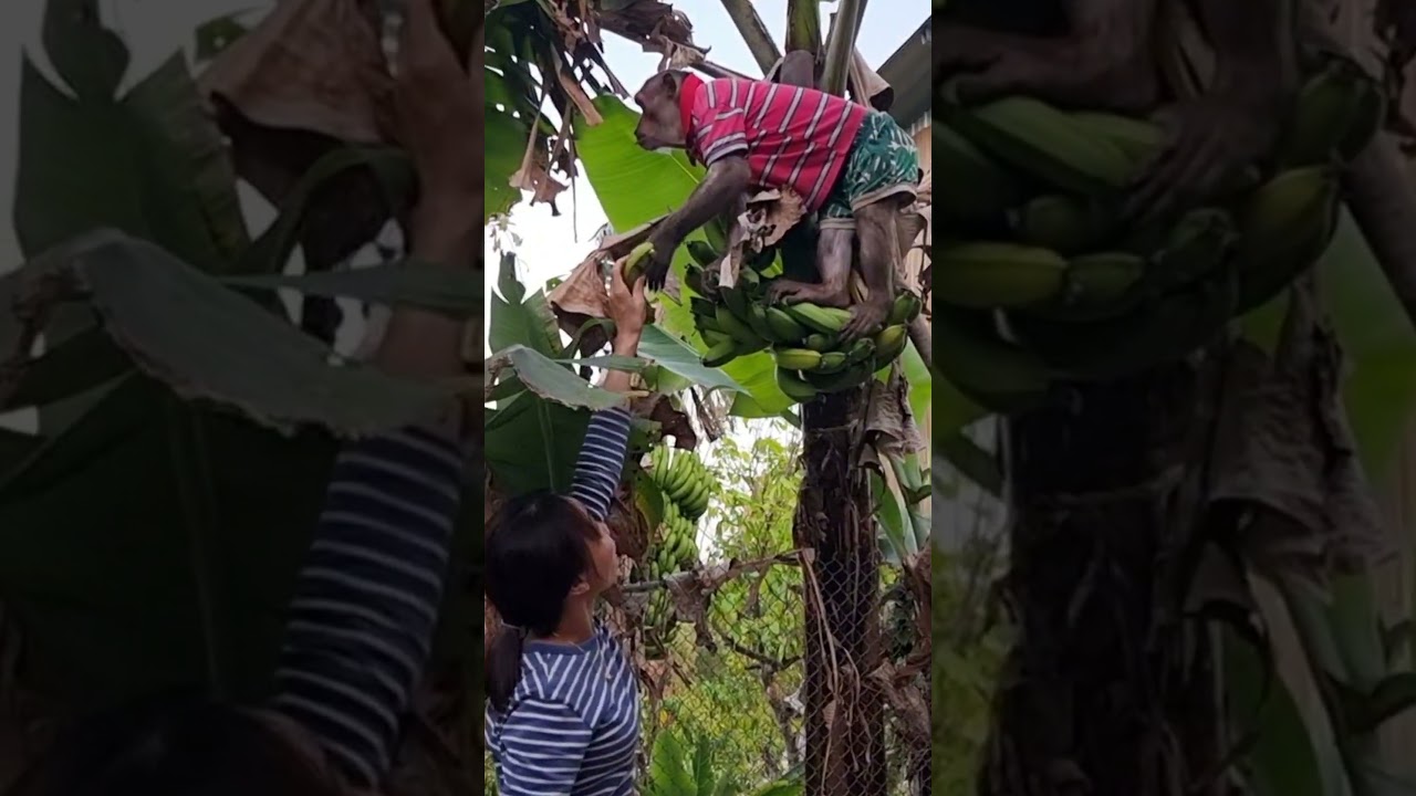 Abu farmers harvest bananas#short #shortfamilyabu #monkey