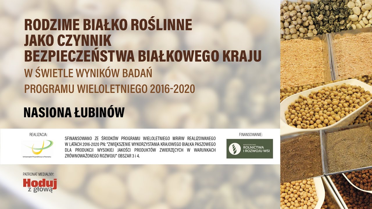 Nasiona łubinów. Agrotechnika i możliwości wykorzystania w żywieniu drobiu oraz świń