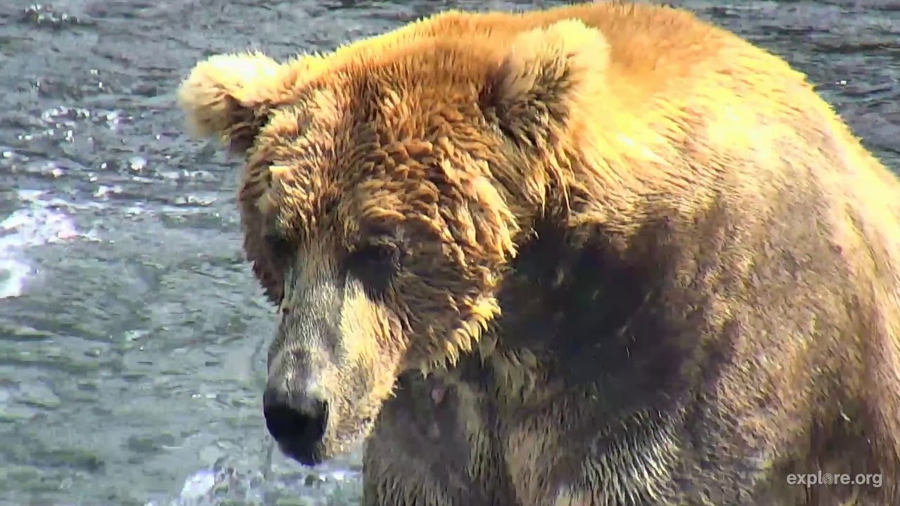 The KIng of Katmai 480 Otis 2018