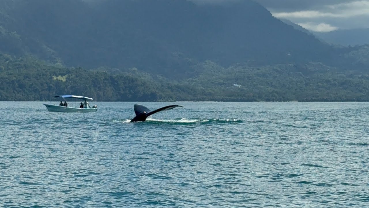 Whale watching tour in Uvita, Costa Rica. Come see some humpback whales with us! 🐋