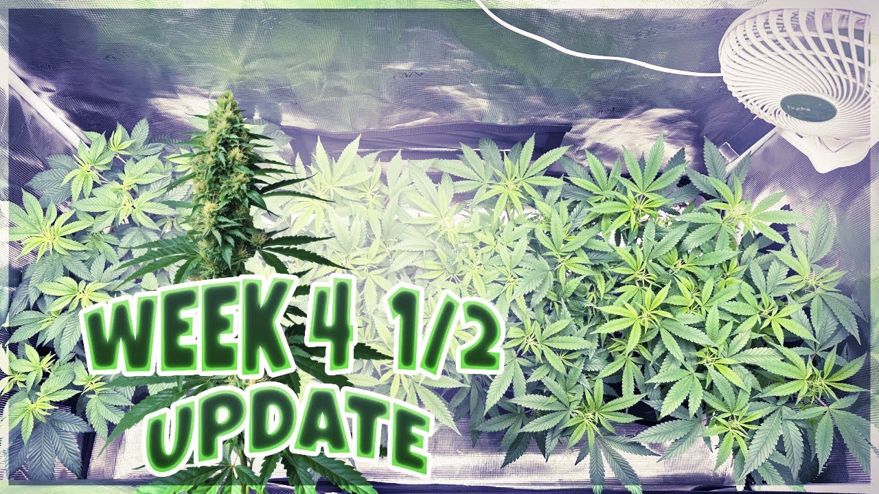 Week 4 1/2 update and statin update frosted cherry cookies (FCC)