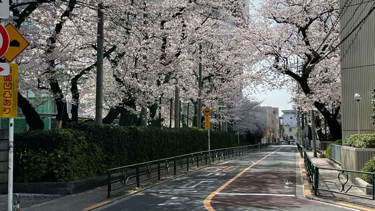 満開の桜の写真